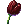 Ícone de Tulipa Preta